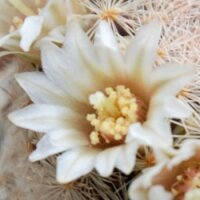 Mammillaria lasiacantha
