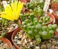 Fenestraria aurantiaca