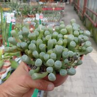 Fenestraria aurantiaca