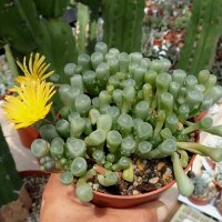 Fenestraria aurantiaca