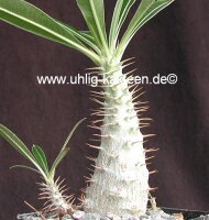 Pachypodium rosulatum v. gracilius