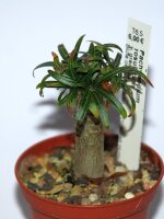 Pachypodium rosulatum v. gracilius