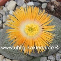 Pleiospilos nelii