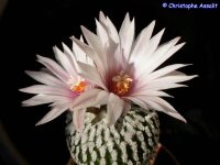 Turbinicarpus pseudopectinatus