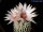 Turbinicarpus pseudopectinatus