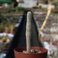 Gymnocactus mandragora v. zaragossensis