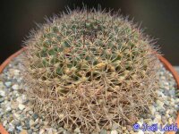 Mammillaria glareosa