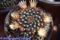 Mammillaria glareosa