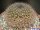 Mammillaria glareosa