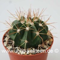 Melocactus spec. HU 350 Morro de Chapen, Bahia,...