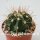 Melocactus spec. HU 350 Morro de Chapen, Bahia, Brasilien, 900 m