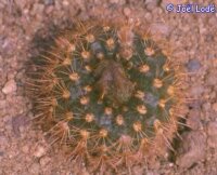 Frailea chrysacantha