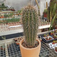 Carnegiea gigantea
