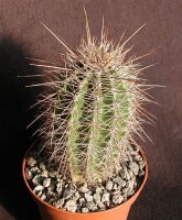 Carnegiea gigantea