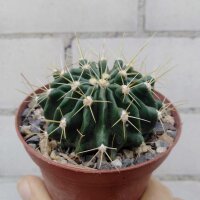 Ferocactus echidne v. victoriensis General Ignacio...