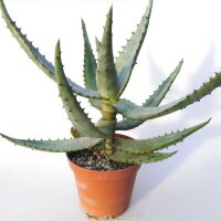 Aloe ferox