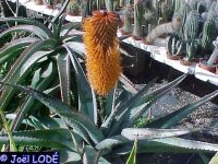 Aloe ferox