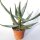Aloe ferox