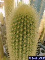 Pilosocereus chrysostele