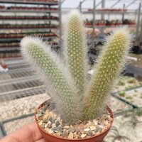 Hildewintera colademononis