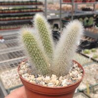 Hildewintera colademononis