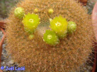 Notocactus graessneri
