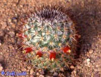 Mammillaria ruestii