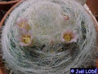 Mammillaria glassii v. siberiensis L 1322 La Encantada,...