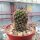 Mammillaria occidentalis HNT 133.92