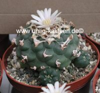 Lophophora williamsii v. caespitosa