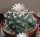 Lophophora williamsii v. caespitosa