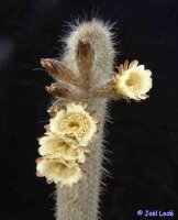 Thrixanthocereus blossfeldiorum
