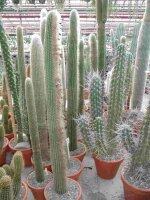 Thrixanthocereus blossfeldiorum