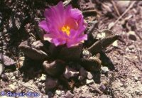 Ariocarpus bravoanus