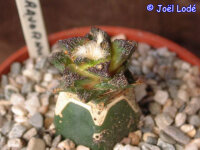 Ariocarpus bravoanus