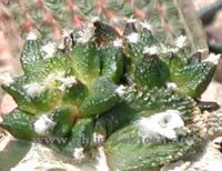 Ariocarpus bravoanus