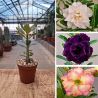 Angebot des Monats - Adenium Sämlinge kleine Pflanzen