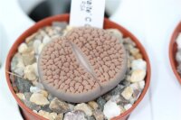 Lithops hookeri v. hookeri /Vermiculate form C 023
