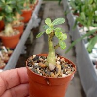Adenium obesum v. multiflorum