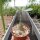 Adenium obesum v. multiflorum