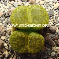 Lithops bromfieldii v. insularis (Sulphurea)