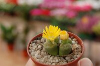 Lithops bromfieldii v. insularis (Sulphurea)