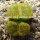 Lithops bromfieldii v. insularis (Sulphurea)