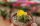 Lithops bromfieldii v. insularis (Sulphurea)