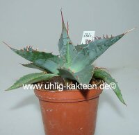Agave parrasana
