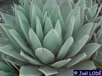 Agave parrasana