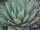 Agave parrasana