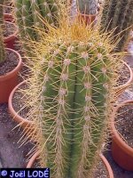Trichocereus poco