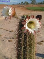 Trichocereus poco