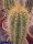 Trichocereus poco